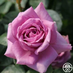 Arborose® Quicksilver -HEIRLOOM ROSES Sales quicksilver 5 3 1