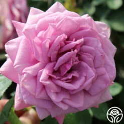 Arborose® Quicksilver -HEIRLOOM ROSES Sales quicksilver 6 1