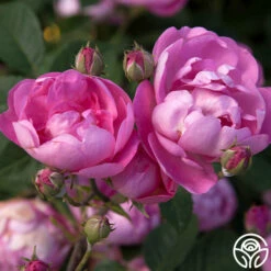 R Centifolia AndrewsII 7 R Centifolia AndrewsII -HEIRLOOM ROSES Sales r centifolia andrewsii 2 5