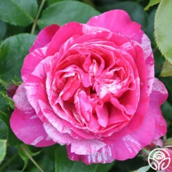 Raspberry Cream Twirl™ -HEIRLOOM ROSES Sales raspberry cream twirl 2 8
