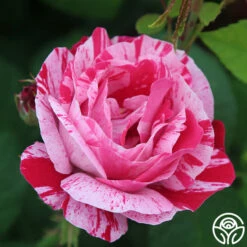 Raspberry Cream Twirl™ -HEIRLOOM ROSES Sales raspberry cream twirl 3