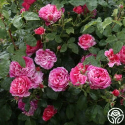 Raspberry Cream Twirl™ -HEIRLOOM ROSES Sales raspberry cream twirl 4 1 2