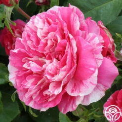 Raspberry Cream Twirl™ -HEIRLOOM ROSES Sales raspberry cream twirl 6 1 1