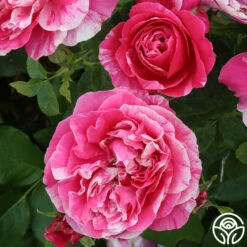 Raspberry Cream Twirl™ -HEIRLOOM ROSES Sales raspberry cream twirl 8 1 1