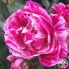 Raspberry Stripe -HEIRLOOM ROSES Sales raspberry stripe
