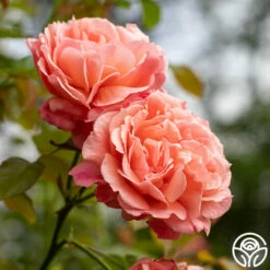 Reach For The Skies -HEIRLOOM ROSES Sales reach for the skies 10