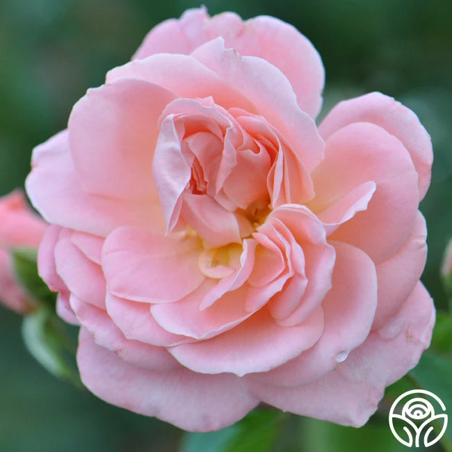 Rebecca Louise™ 4 Rebecca Louise™ - Image 2