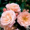 Rebecca Louise™ -HEIRLOOM ROSES Sales rebecca louise 1 8