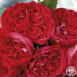 Red Eden® 10 Red Eden® -HEIRLOOM ROSES Sales red eden 5