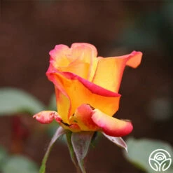 Red Gold -HEIRLOOM ROSES Sales red gold 21