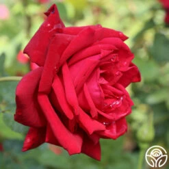 Red Masterpiece® -HEIRLOOM ROSES Sales red masterpiece 1