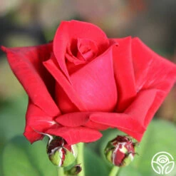 Red Masterpiece® -HEIRLOOM ROSES Sales red masterpiece 3 1