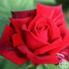 Red Masterpiece® -HEIRLOOM ROSES Sales red masterpiece 4 1