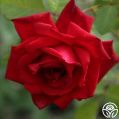 Red Masterpiece® -HEIRLOOM ROSES Sales red masterpiece 6