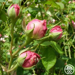 Reine Victoria 12 Reine Victoria -HEIRLOOM ROSES Sales reine victoria 11