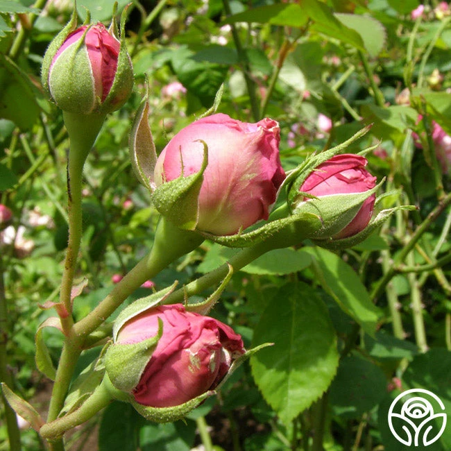 Reine Victoria 6 Reine Victoria - Image 4