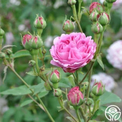 Reine Victoria 14 Reine Victoria -HEIRLOOM ROSES Sales reine victoria 1 5