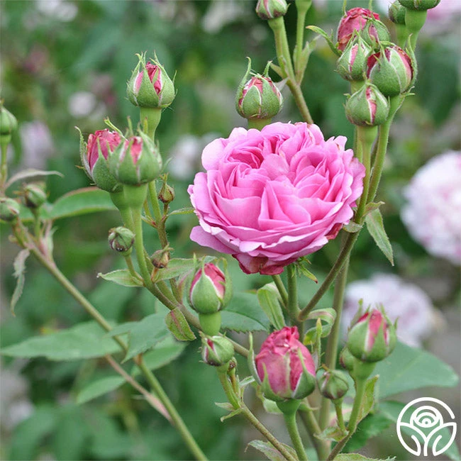 Reine Victoria 8 Reine Victoria - Image 6