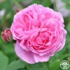Reine Victoria -HEIRLOOM ROSES Sales reine victoria 2 1 1