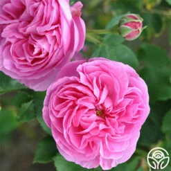 Reine Victoria 10 Reine Victoria -HEIRLOOM ROSES Sales reine victoria 3 5