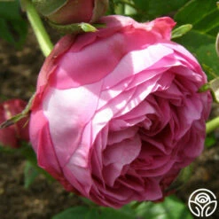 Reine Victoria 15 Reine Victoria -HEIRLOOM ROSES Sales reine victoria 5 5