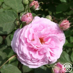 Reine Victoria 13 Reine Victoria -HEIRLOOM ROSES Sales reine victoria 6 5