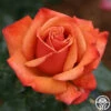 Remember Me® -HEIRLOOM ROSES Sales remember me 1 8