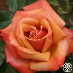 Remember Me® -HEIRLOOM ROSES Sales remember me 2 8