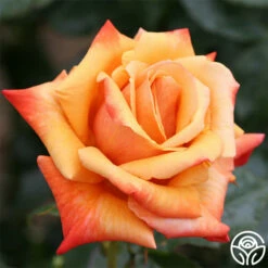 Remember Me® -HEIRLOOM ROSES Sales remember me 3 1