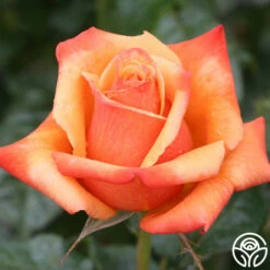 Remember Me® -HEIRLOOM ROSES Sales remember me 5 1