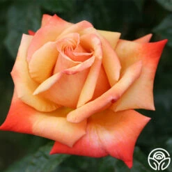 Remember Me® -HEIRLOOM ROSES Sales remember me 9