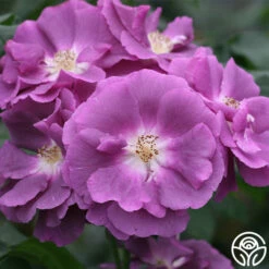 Rhapsody In Blue™ -HEIRLOOM ROSES Sales rhapsody in blue 12