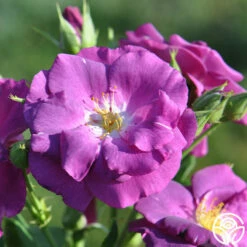 Rhapsody In Blue™ -HEIRLOOM ROSES Sales rhapsody in blue 13