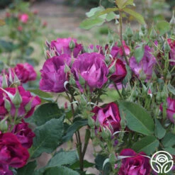 Rhapsody In Blue™ -HEIRLOOM ROSES Sales rhapsody in blue 15