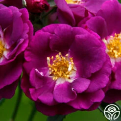 Rhapsody In Blue™ -HEIRLOOM ROSES Sales rhapsody in blue 16