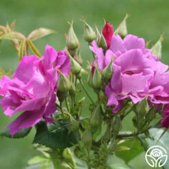 Rhapsody In Blue™ -HEIRLOOM ROSES Sales rhapsody in blue 4 1