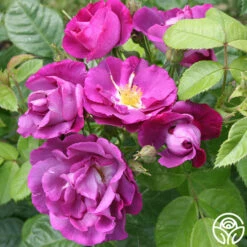 Rhapsody In Blue™ -HEIRLOOM ROSES Sales rhapsody in blue 5 8