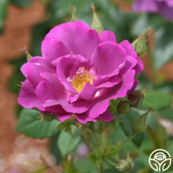 Rhapsody In Blue™ -HEIRLOOM ROSES Sales rhapsody in blue 6 8