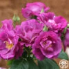 Rhapsody In Blue™ -HEIRLOOM ROSES Sales rhapsody in blue 7 8