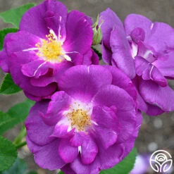 Rhapsody In Blue™ -HEIRLOOM ROSES Sales rhapsody in blue 9 8