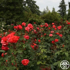 Ring Of Fire™ -HEIRLOOM ROSES Sales ring of fire 2 1 1