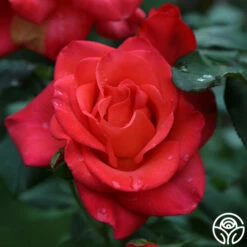 Ring Of Fire™ -HEIRLOOM ROSES Sales ring of fire 3 4