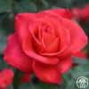 Ring Of Fire™ -HEIRLOOM ROSES Sales ring of fire 4