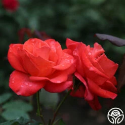 Ring Of Fire™ -HEIRLOOM ROSES Sales ring of fire 8