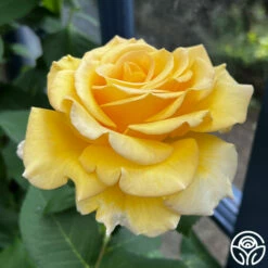 Robert Bruce 22 Robert Bruce -HEIRLOOM ROSES Sales robert bruce 1