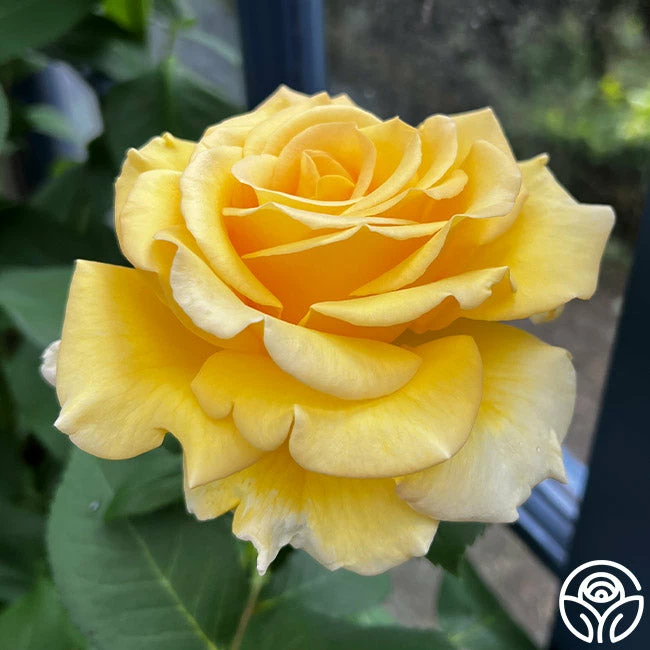 Robert Bruce 12 Robert Bruce - Image 10