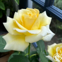 Robert Bruce 21 Robert Bruce -HEIRLOOM ROSES Sales robert bruce 2