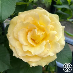 Robert Bruce 18 Robert Bruce -HEIRLOOM ROSES Sales robert bruce 3