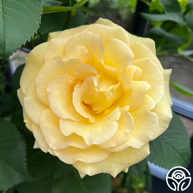 Robert Bruce 8 Robert Bruce - Image 6