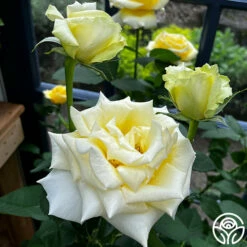 Robert Bruce 19 Robert Bruce -HEIRLOOM ROSES Sales robert bruce 4